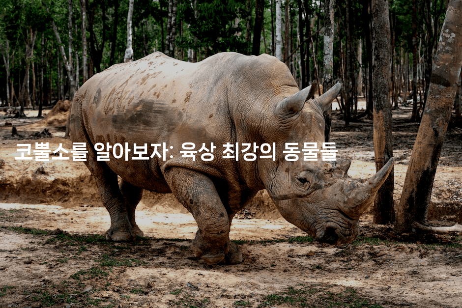 코뿔소를 알아보자: 육상 최강의 동물들