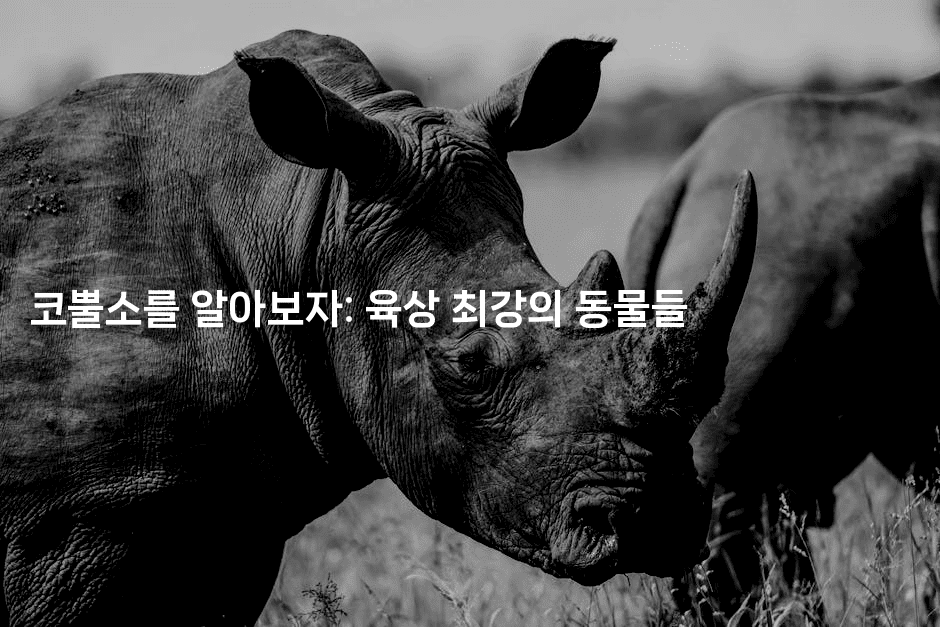 코뿔소를 알아보자: 육상 최강의 동물들2-보안냥이