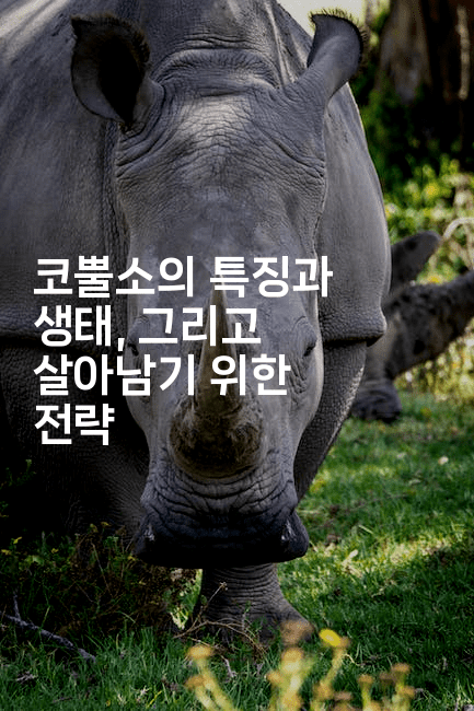 코뿔소의 특징과 생태, 그리고 살아남기 위한 전략 2-보안냥이