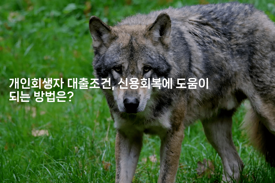 개인회생자 대출조건, 신용회복에 도움이 되는 방법은?