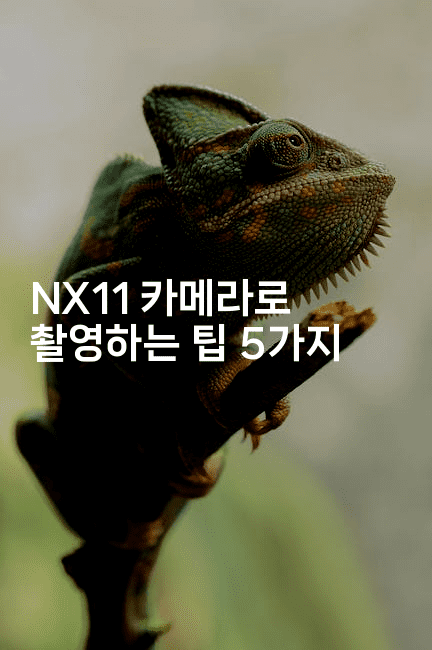 NX11 카메라로 촬영하는 팁 5가지2-보안냥이